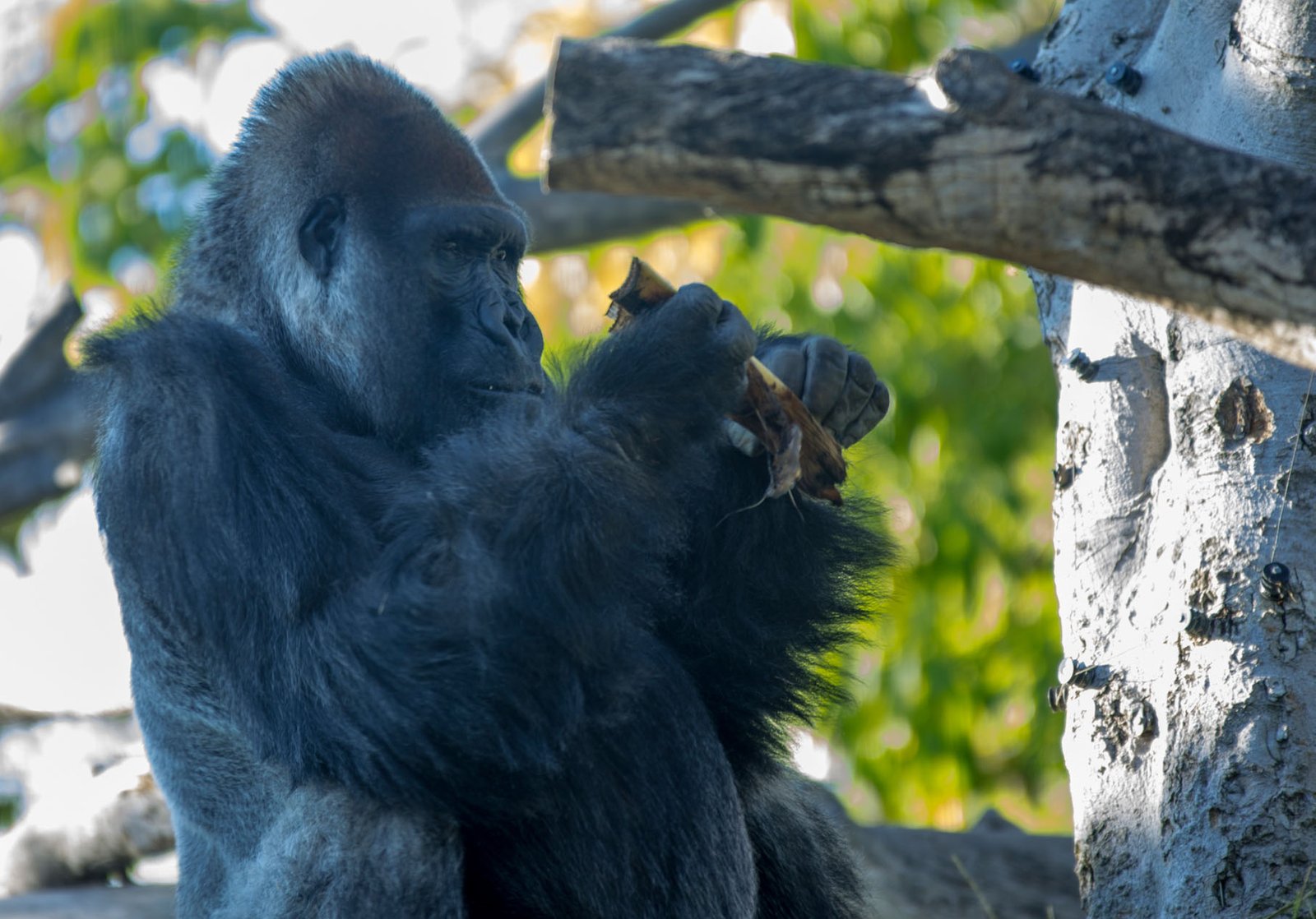 San Diego Zoo Part I 140